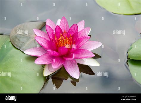 Lotus flower, Thailand monastery Stock Photo - Alamy