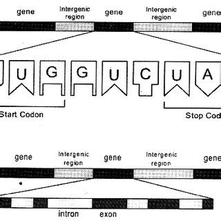 (PDF) Identification and analysis of coding and non-coding regions of a DNA sequence by ...