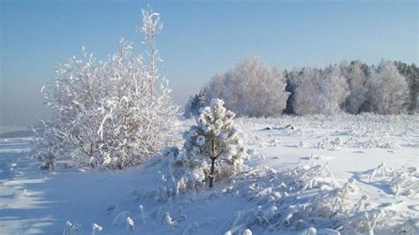 Wallpaper snow, hoarfrost, trees, cold hd, picture, image