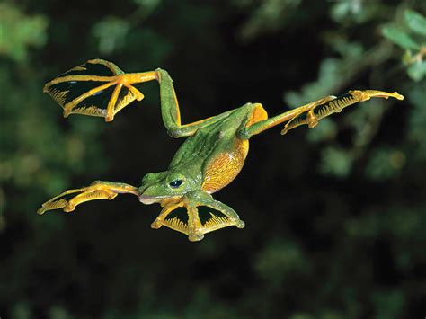 Flying Frog | Animal Planet's The Most Extreme Wiki | FANDOM powered by Wikia