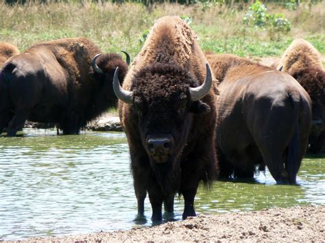 Mountain Seer: American Buffalo Being Forced From Natural Habitat (Video) *Harmful methods used ...