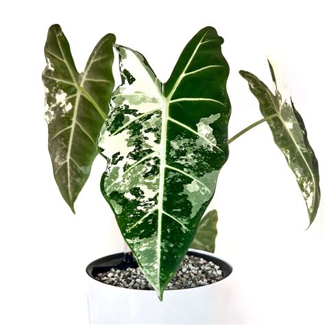 ALOCASIA MICHOLITZIANA ‘FRYDEK’ — Aroidpedia