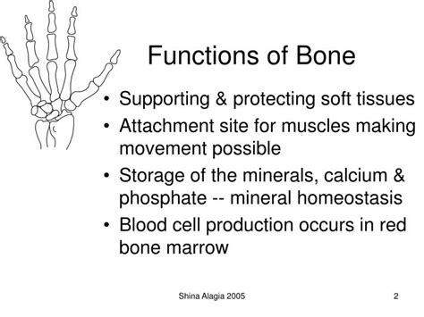 PPT - The Skeletal System:Bone Tissue PowerPoint Presentation - ID:3100943