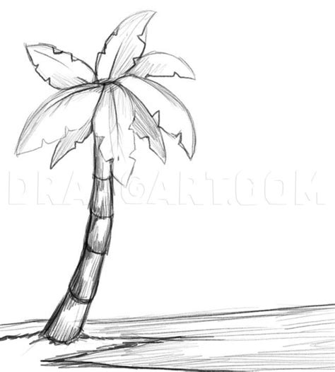 How To Draw A Palm Tree, Step by Step, Drawing Guide, by Dawn | dragoart.com | Palm tree drawing ...