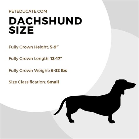 How Big Do Mini Dachshunds Get