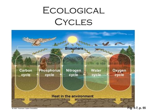 Life Cycle Of Ecosystem