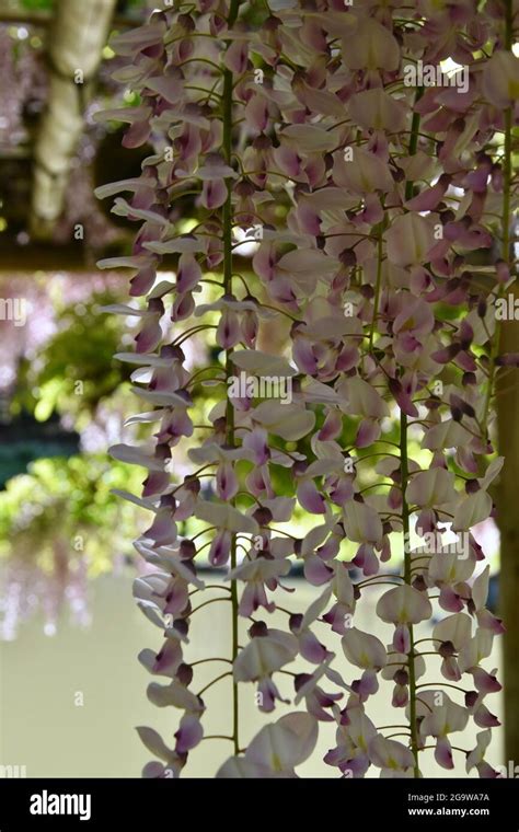 Seattle's iconic Japanese Gardens in Washington Park Stock Photo - Alamy