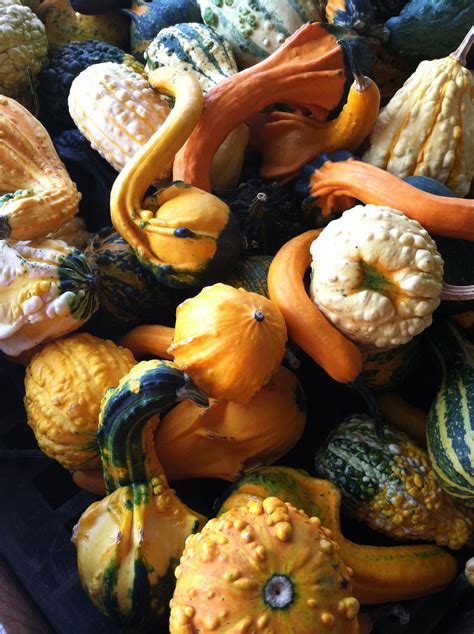 Decorative squash & gourds Gourds, Pumpkins, Aiken, Autumn, Fall, Squash, Nightwear, Holiday ...