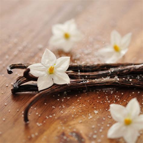 Vanilla Fragrance Oil