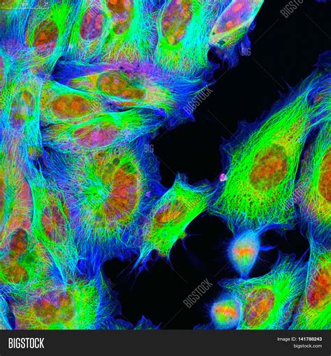 Confocal Microscopy Image & Photo (Free Trial) | Bigstock