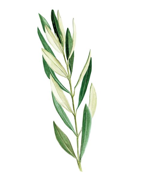 stock illustration watercolor drawing. olive branch, olive leaves. isolated on white background ...