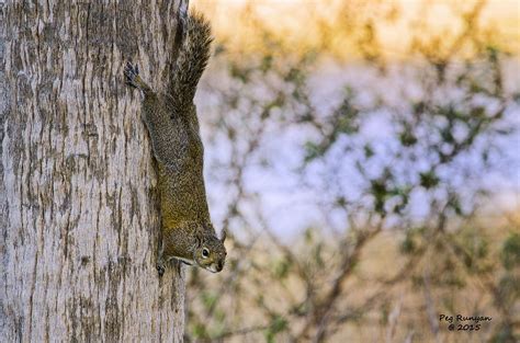 Florida Fox Squirrel Photograph by Peg Runyan - Fine Art America