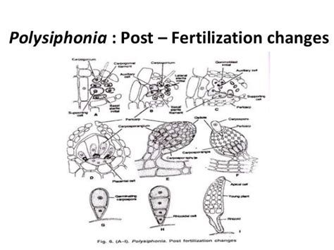 General Characters of Rhodophyceae & Life Cycle of Polysiphonia S…