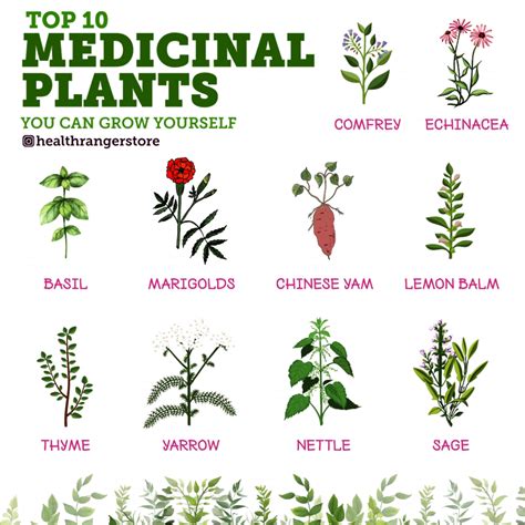 Start cultivating your medicinal garden today with these powerful ...