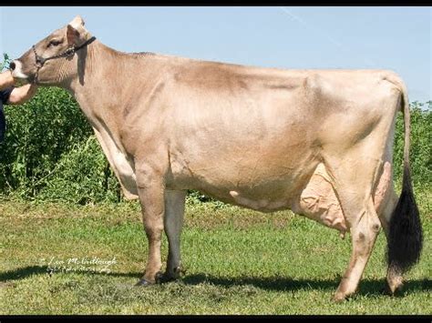 Brown Swiss cows - YouTube