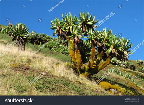 7 Mount karisimbi Stock Photos, Images & Photography | Shutterstock