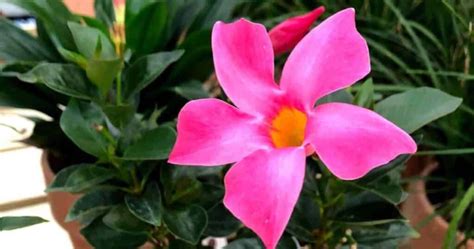 How To Grow And Care For Dipladenia In Containers And Pots