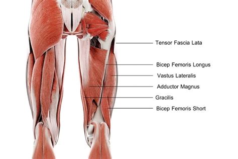 Lower Limb Anatomy