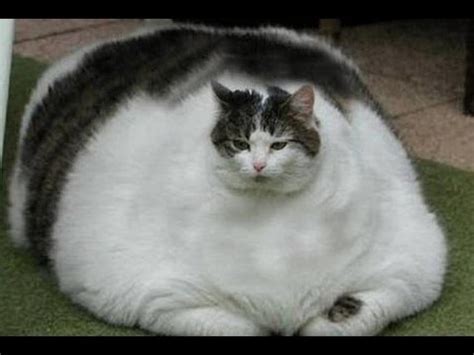 Petition SAVE FATCAT