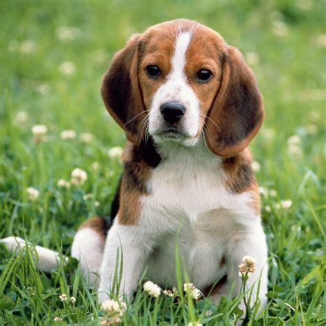 Beagle-Harrier Breed Guide - Learn about the Beagle-Harrier.