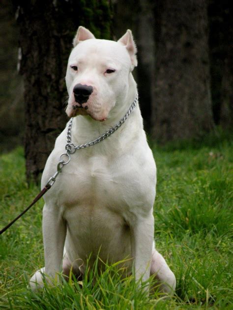 Pin de Tracy Haywood en dogo argentino | Argentina dogo, Perros argentinos, Razas de perros