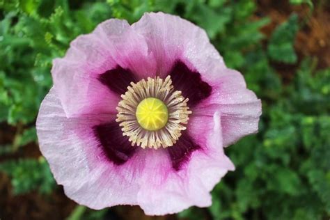 17 tons of opium poppy plants found at 8 Monterey County grow sites