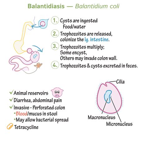 Immunology/Microbiology Glossary: Protozoa - Balatidium coli (Balantidiasis) | Draw It to Know It