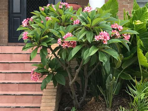 Plumeria rubra (Frangipani) is a delightful small tree for a garden ...