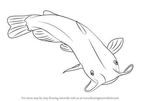 Learn How to Draw a Catfish (Fishes) Step by Step : Drawing Tutorials