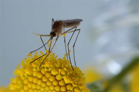 The bizarre and ecologically important hidden lives of mosquitoes - Inside Ecology