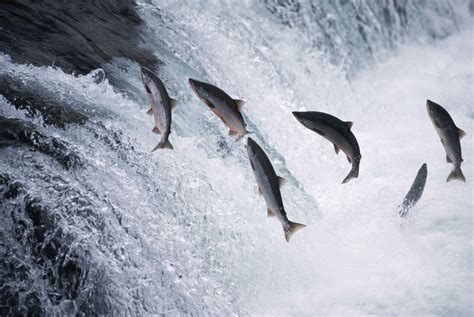 salmon-jumping-in-brooks-falls-2 - Alaska Pictures - Alaska - HISTORY.com