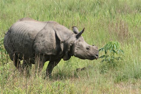 Tours to Chitwan National Park Nepal | Wildlife Safaris Package to Nepal