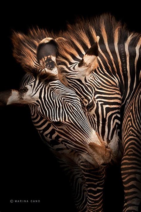 Photographer Captures Striking And Expressive Portraits Of Wild Animals - DesignTAXI.com (With ...