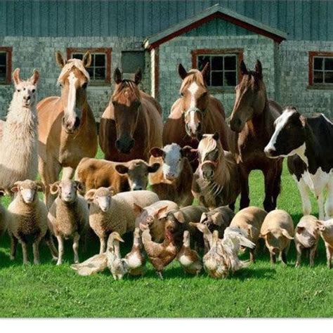 🐴 Horses | Fotos de animales de granja, Imagenes de animales tiernos, Fotos de animales