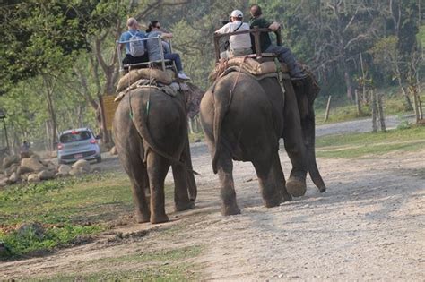 Chitwan National Park (Sauraha) - 2020 All You Need to Know BEFORE You ...