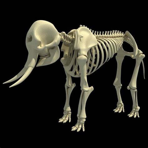 Skeleton of an African Elephant 3D model | CGTrader