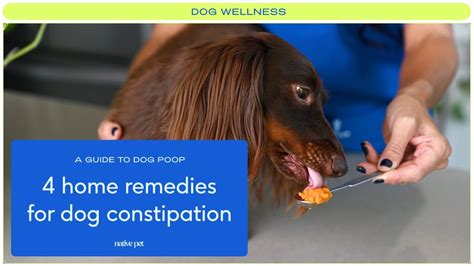 What Kind Of Laxatives Are Safe For Dogs