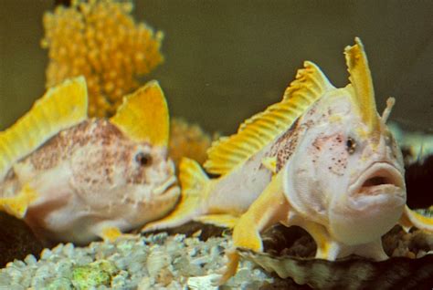 Pink handfish species declared endangered after 22 years without a sighting - Nexus Newsfeed