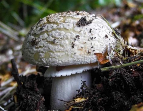 Amanita rubescens - The Blusher: Your Guide to Identification - HubPages