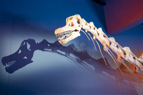 Patagotitan Dinosaur Skeleton Editorial Stock Image - Image of unesco ...