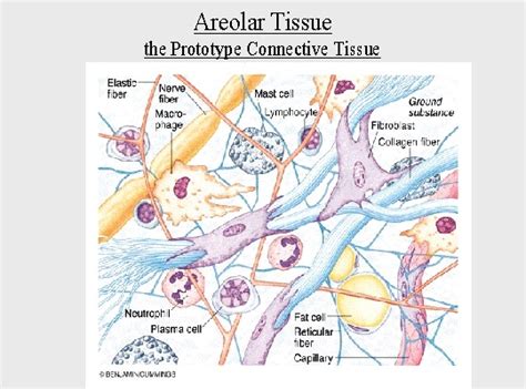 Connective tissue - BIOLOGY4ISC