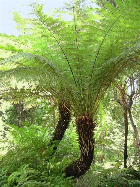 Tree Fern Information - Learn About Growing Conditions For Tree Ferns