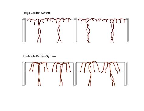 Grape | How to build a trellis for grape vines