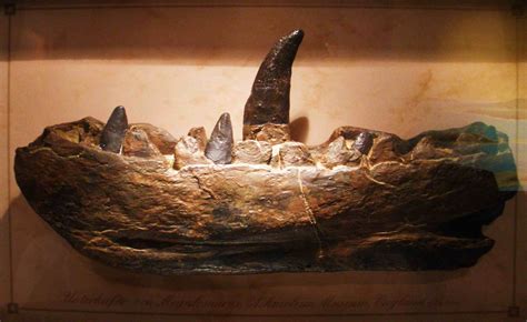 10 Facts About Megalosaurus