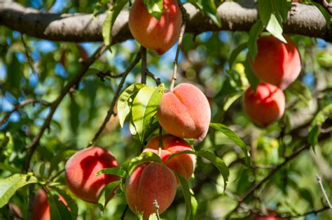 How to Grow Your Own Peaches | Dwarf fruit trees, Peach trees, Fruit trees