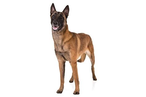 Black Long Haired Belgian Malinois: Meet the Most Powerful Dog Breed!