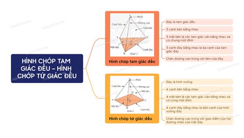 Lý thuyết Hình chóp tam giác đều – Hình chóp tứ giác đều (Chân trời ...