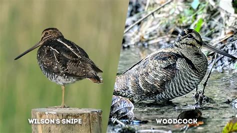 Behavioral Distinctions: Unique Traits of Wilson's Snipe and Woodcock - The Worlds Rarest Birds