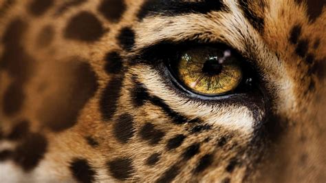 Cheetah Eyes Wallpapers - Top Free Cheetah Eyes Backgrounds ...