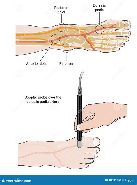 Major Pulse Points Cartoon Vector | CartoonDealer.com #61192885